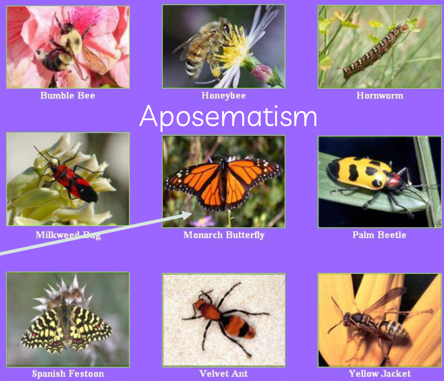 <p>aposematism is…</p>