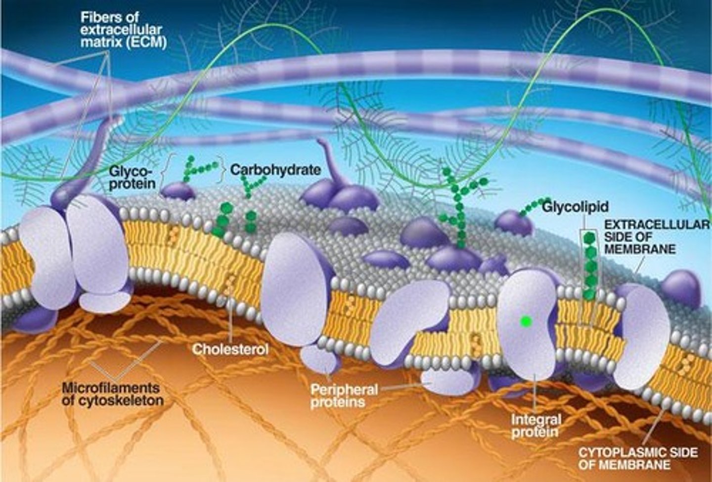 <p>A biological membrane that separates and protects the interior of all cells from the outside environment.</p>