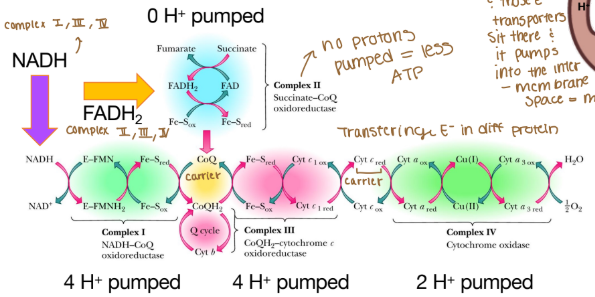 <p>Are any protons (H) pumped into complex II?</p>