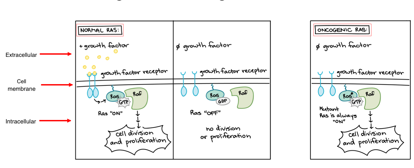 <p><strong>Porto-Oncogene in Cancer Development</strong></p><ul><li><p><strong>promote</strong> ______ ______ or<strong> reduce</strong> occurrence of ______</p></li><li><p>when proto-oncogene<strong> mutates</strong>, they become ______ due to the<strong> over-activation</strong> of the gene</p></li><li><p>over-activation = ______ development</p></li><li><p>mechanisms of oncogene activation:</p><ul><li><p><strong>______ </strong>mutation —> <strong>RAS</strong></p></li><li><p>DNA ______ —> <strong>HER2</strong></p></li><li><p>chromosomal ______ —> <strong>BCR-ABL </strong></p></li></ul></li></ul><p></p>