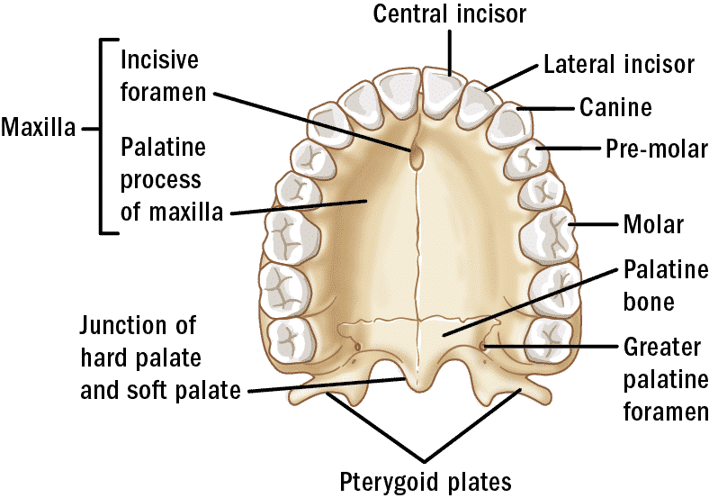 <p><strong>palatine process</strong></p>