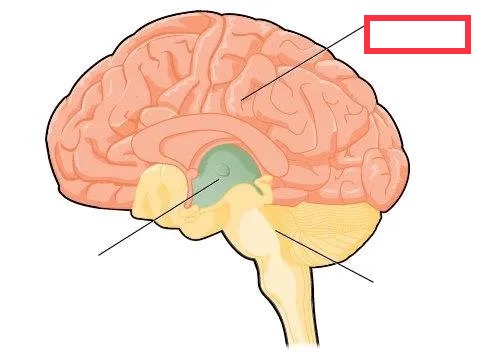 anterior region of the adult brain that develops from the prosencephalon and includes the cerebrum and diencephalon
