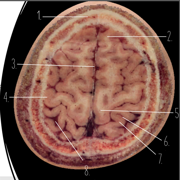 <p>5?</p>