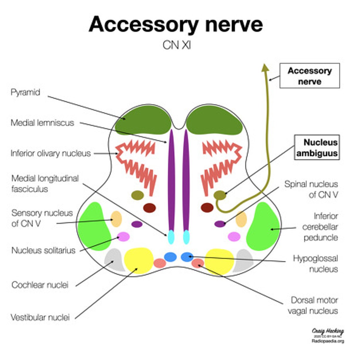<p>Radices craniales - sulcus retroolivaris; X närvist allpool</p><p>Radices spinales - kaelanärvide ventraal - ja dorsaaljuurte vahel</p>