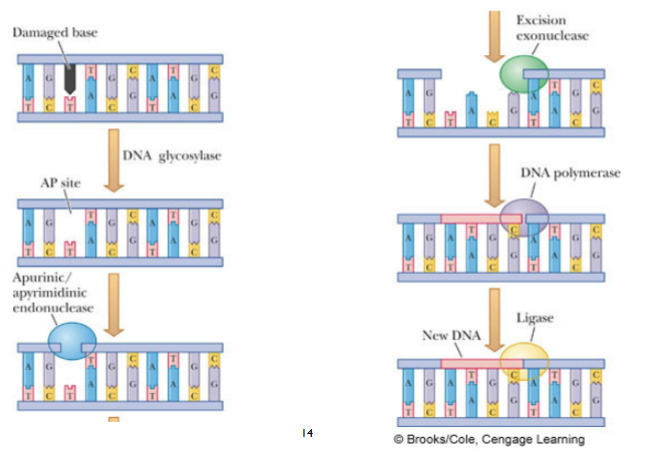 <ol><li><p>DNA glycosylase recognises damaged base and removes it, leaving an abasic (AP) site.</p></li><li><p>AP endonuclease cleaves the DNA at this AP site.</p></li><li><p>DNA polymerase carries out repair synthesis.</p></li><li><p>DNA ligase rejoins the sugar-phosphate backbone.</p></li></ol><p></p>