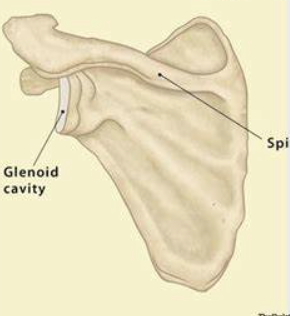 <p>What bone is this?</p>