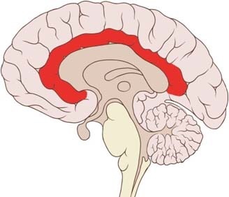 <p><span style="font-family: hurme_no2-webfont, -apple-system, system-ui, sans-serif">inner part of the cerebrum involved in processing the emotional distress of pain; considered to be part of the limbic system</span></p>