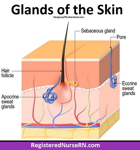 <p><strong>Apocrine Sweat Glands</strong></p>