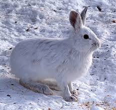 <p>Lepus americanus</p>
