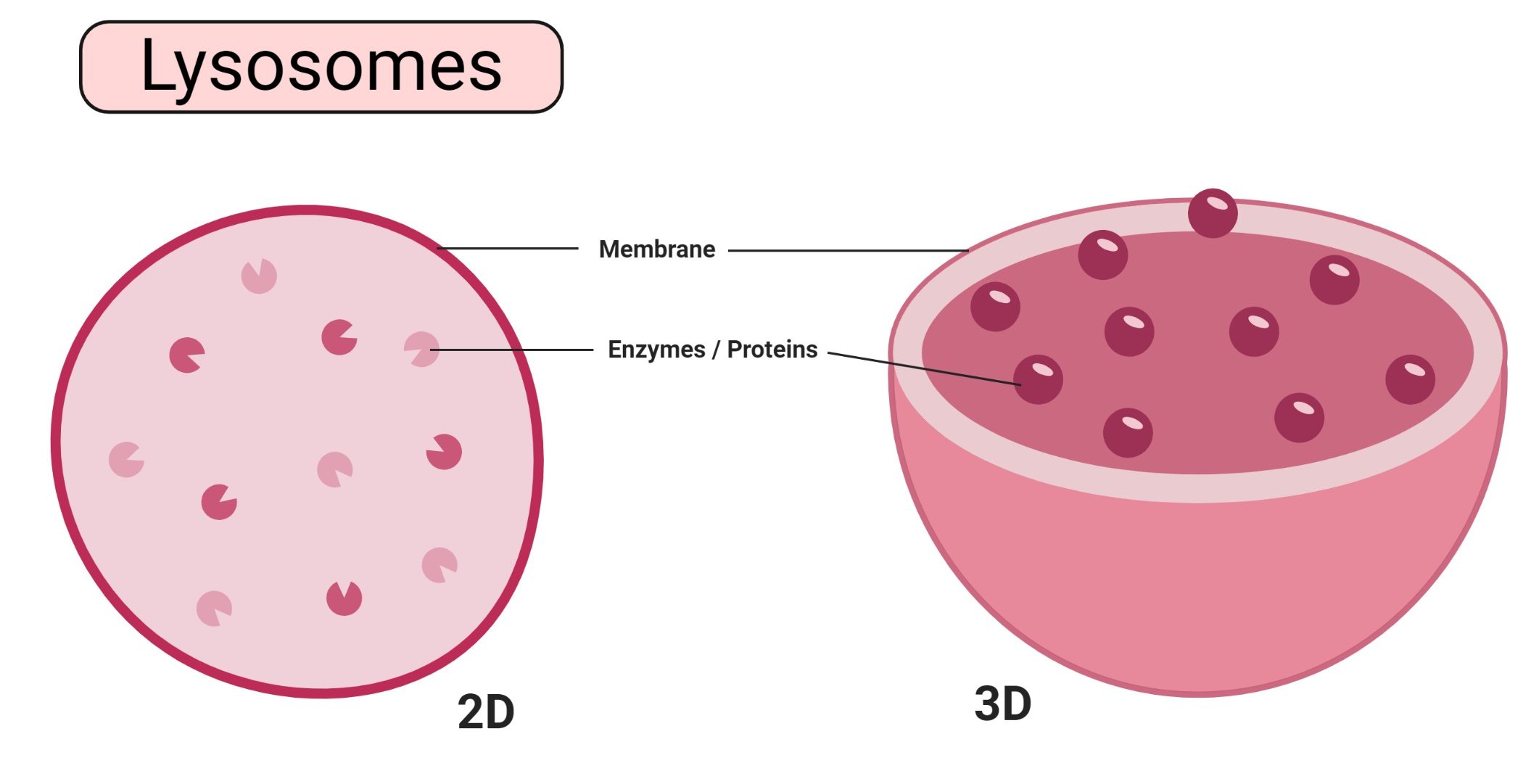 <p>Contain enzymes and chemicals that help digest materials brought into the cell. Break down old organelles and formed by Golgi Apparatus. It is a vesicle. </p>