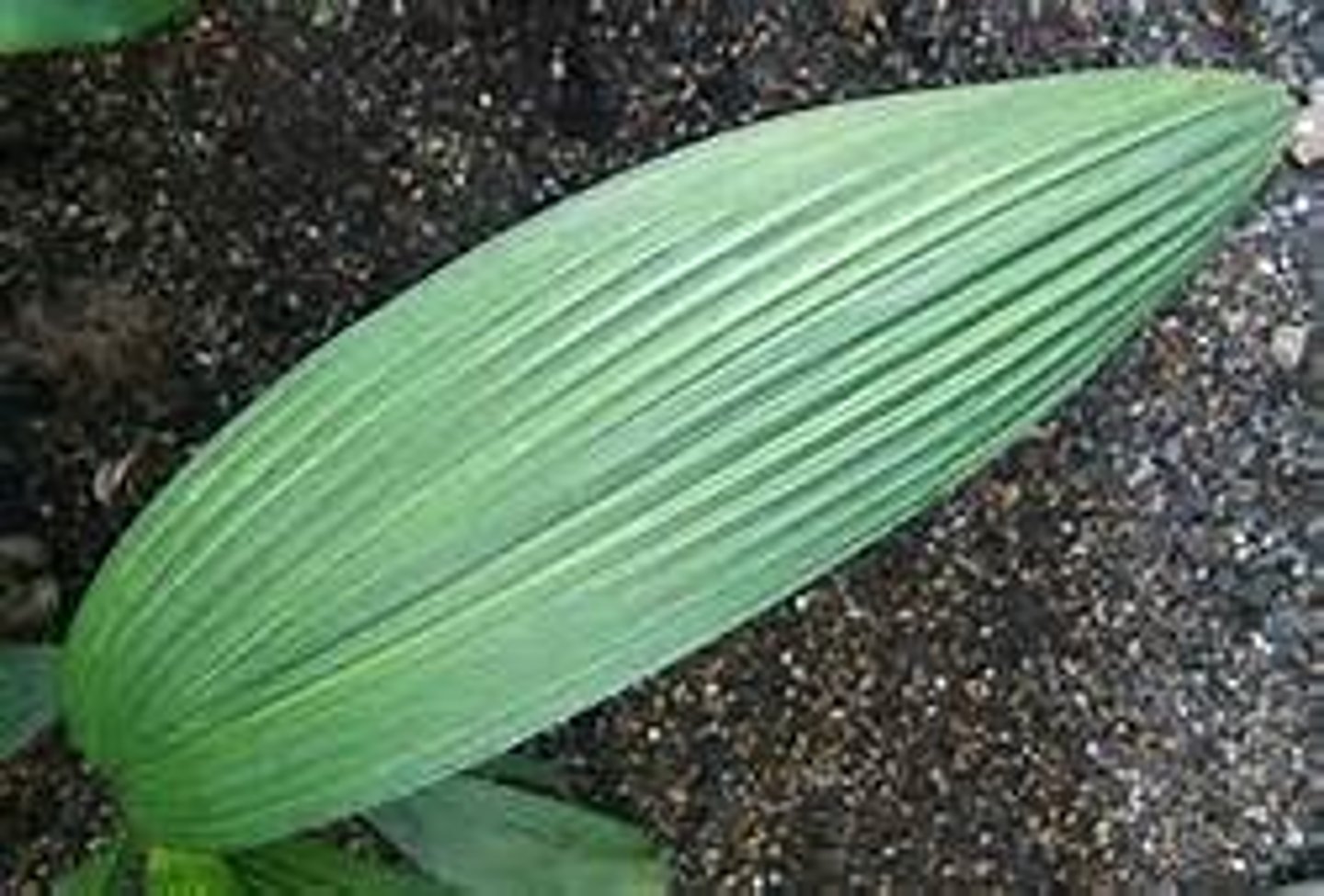 <p>monocot leaf</p>