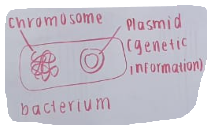 <p>prokaryotic cells</p>