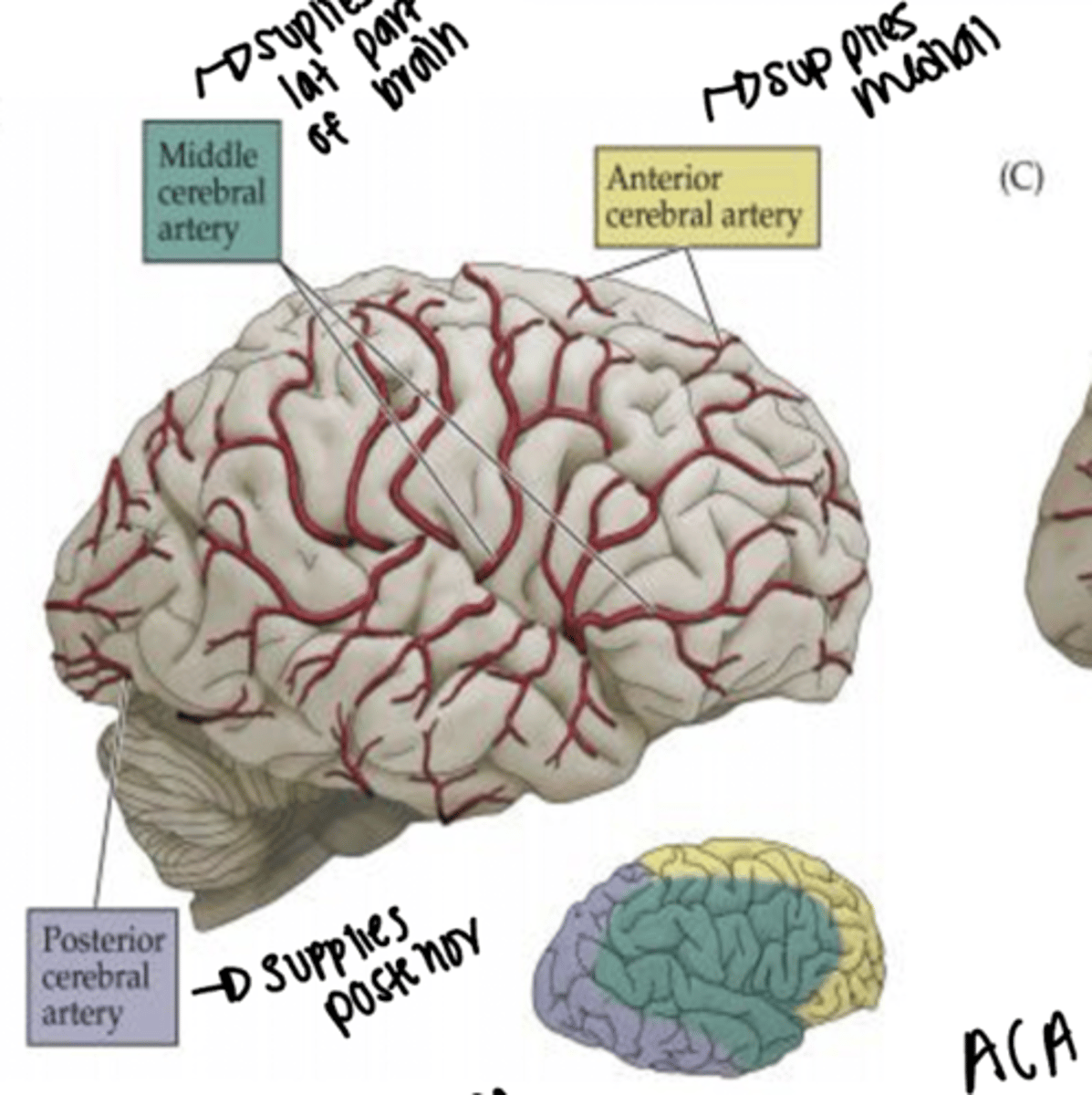 <p>inner/medial side of the brain</p>