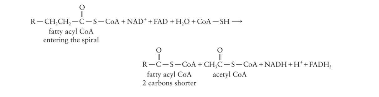 <p>New fatty acyl compound enters the β-oxidation process at step 1</p><ul><li><p>Sequence is repeated until the fatty acyl CoA is completely degraded to acetyl CoA</p></li><li><p><strong>β-oxidation pathway</strong> is called the fatty acid spiral</p><ul><li><p>Each pass through the fatty acid spiral reduces the fatty acyl CoA by 2 carbons and produces one molecule each of acetyl CoA, NADH, and FADH 2 </p></li></ul></li></ul><p></p>