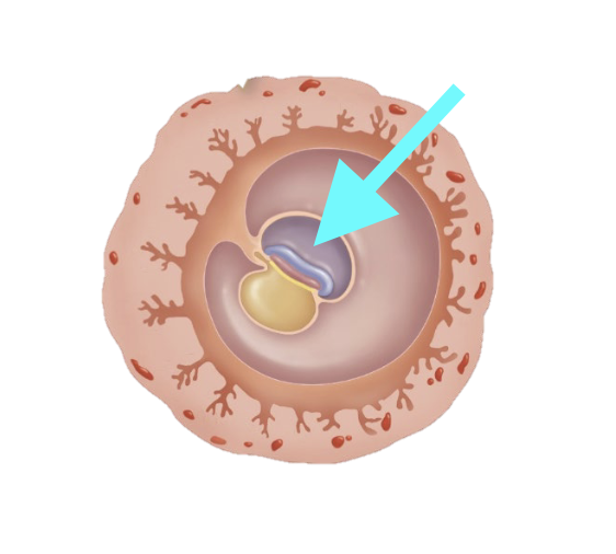 <p>What structure is shown?</p>