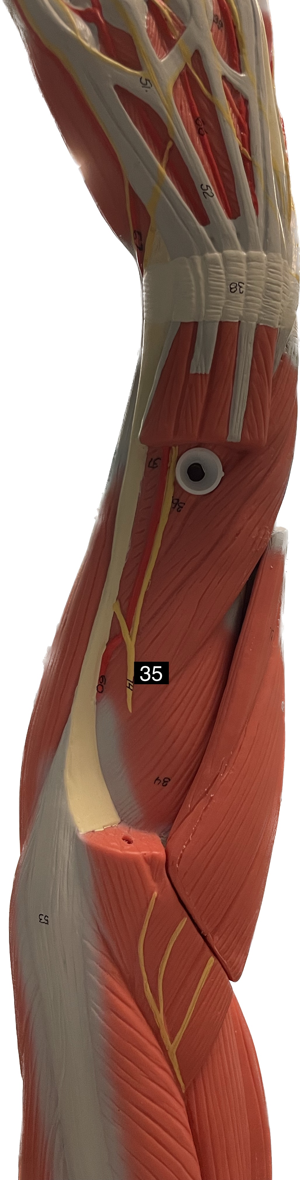 supinator - supinates forearm (palm up)