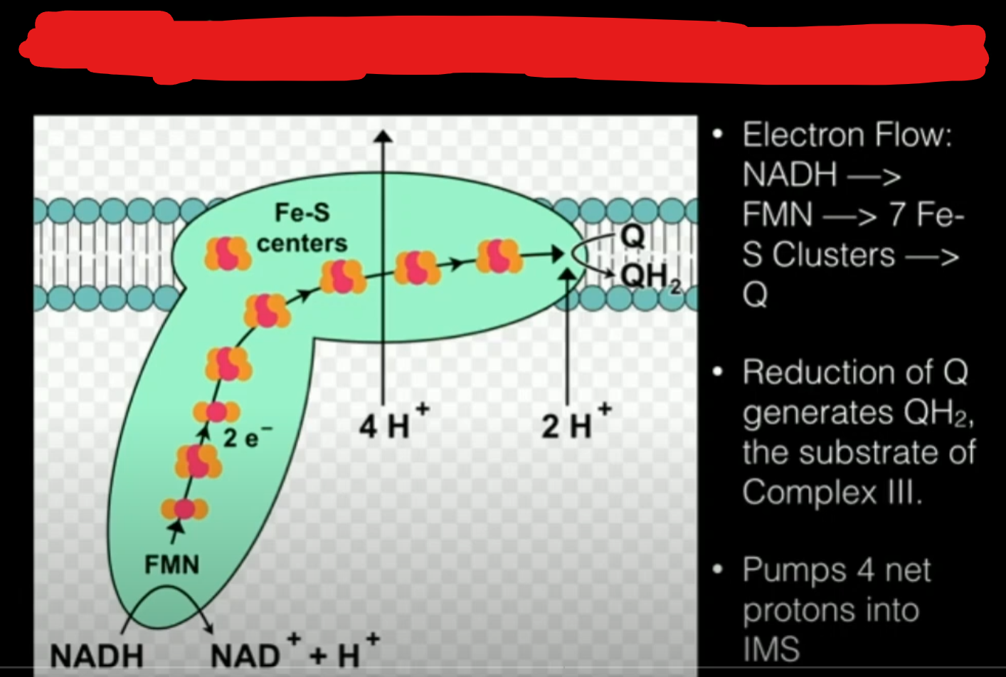 <p>Part of the electron transport chain.</p><p>Made up of polypeptides with a flavin mononucleotide molecule (FMN) also called a flavoprotein and an Fe-S protein with iron and sulfur bound to it which transfers electrons to ubiquinone, a small mobile carrier. This complex does not accept deposited electrons from FADH2 as FADH2 is a worse donator of electrons.</p><p>This complex pumps protons into the intermembrane space.</p>