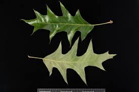 <p>what is the scientific name of Southern Red Oak</p>