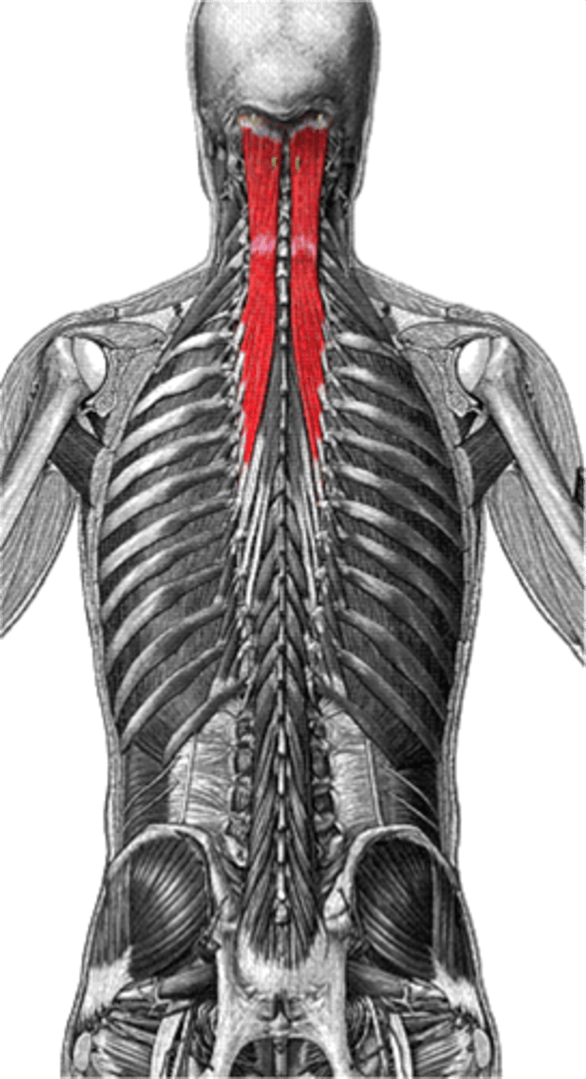 <p>crossing over effect that allows rotation from side to side</p>