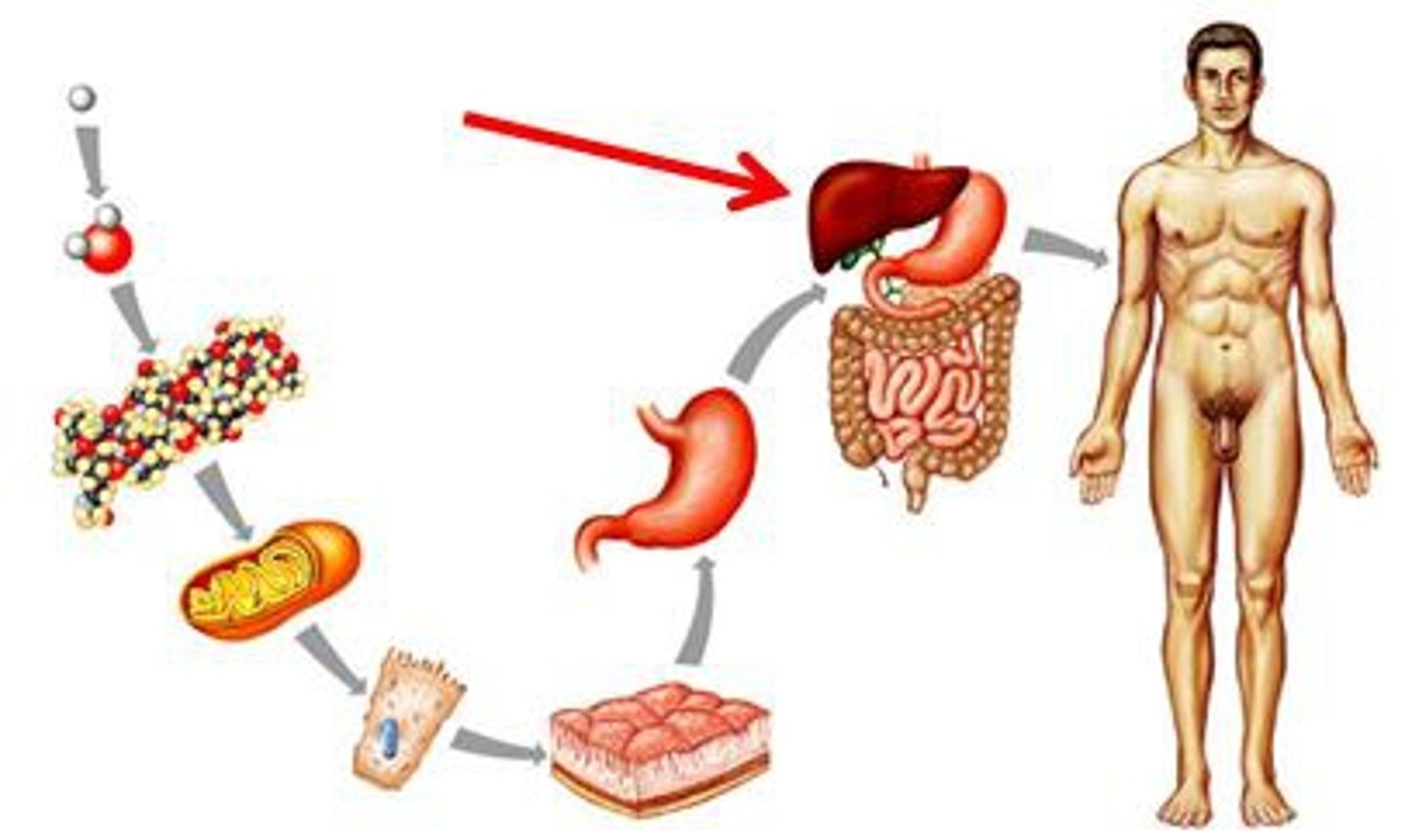 <p>Group of organs that work together to perform a specific function</p>