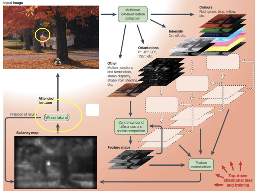 <ul><li><p><span>Itti &amp; Koch (2000) built a computer model that does the same</span></p></li><li><p><span>How? → use <em>image filters</em></span></p></li><li><p><span>Feature values are then combined into an overall <em>saliency map</em></span></p></li><li><p><span>Activity in the saliency map represents the relative saliency of each location</span></p></li><li><p><span>A next step is called <em>winner- take-all</em>, to make the model actually choose the most salient location</span></p></li><li><p><span>It then makes an “eye movement” towards it</span></p></li><li><p><span>Finally, the location is suppressed, and the cycle repeats</span></p></li></ul><p></p>