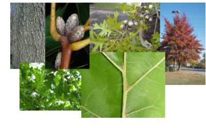 <p>-fewer lobes on leaf -fuzz on underside of leaf -acorn cap covers 1/2 or more of the acorn -darker bark</p>