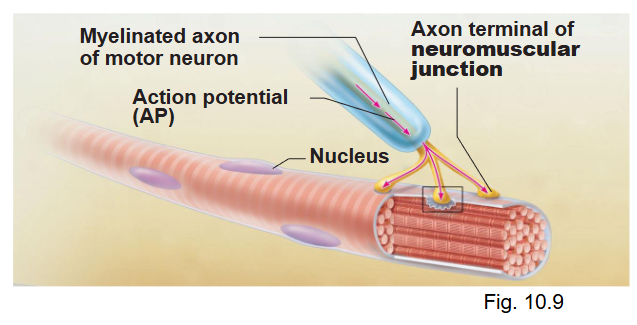 <p>(similar to those for neuronal junction with the following modifications)</p><ol><li><p>neurotransmitter released = <strong>ALWAYS ACh </strong></p></li><li><p>Na+ chemical gates on muscle motor end plate (=sarcolemma of muscle fiber) open</p></li></ol><ul><li><p>causes GP (= end plate potential (EPP)) on sarcolemma (always excitatory)</p></li><li><p>where synapses with neuron</p></li></ul><ol start="3"><li><p>EPP triggers AP on sarcolemma (leading to contraction)</p></li></ol><ul><li><p>lots of ACh released in step 1, therefore always get AP from an EPP</p></li></ul><p></p>