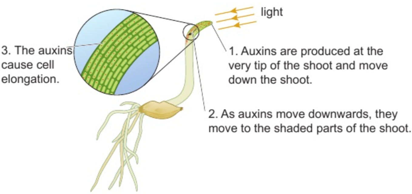 <p>shoots - positively phototrophic; roots - negatively phototrophic</p><p>auxins cause positive phototropism</p><p>how auxins work:</p><ul><li><p>produced in tip of shoot</p></li><li><p>cause cell elongation</p></li><li><p>shoot grown with light only from one direction</p></li><li><p>auxins move to shaded side of shoot</p></li><li><p>cells on shaded side elongate more</p></li><li><p>shoot grows towards light</p></li></ul><p></p>