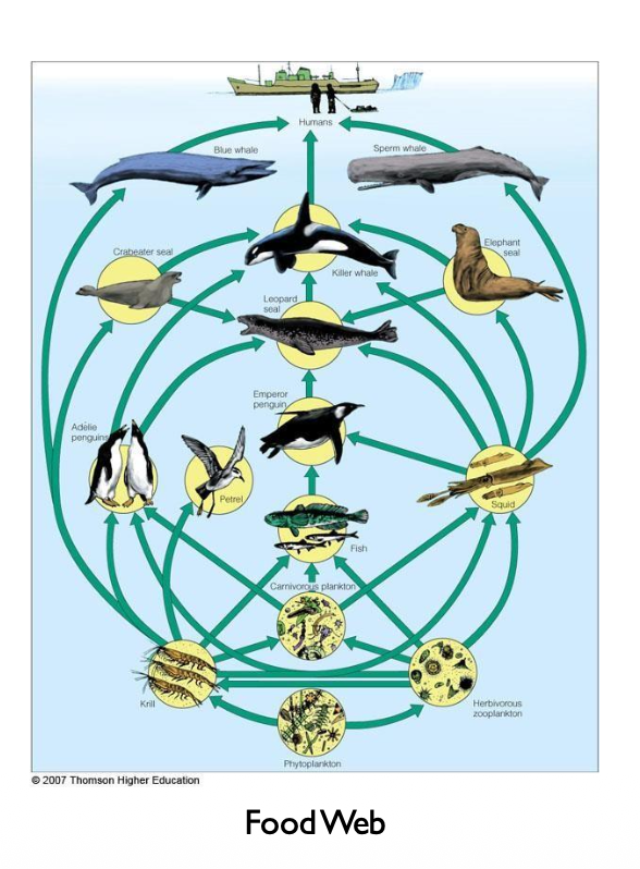 <ul><li><p>Energy in an ecosystem flows in one direction (from sun to the <span style="line-height: normal;"><span>heterotrophs)</span></span></p></li></ul><ul><li><p class="p1"><span style="line-height: normal;"><span>Food chain- a series of steps in which organisms transfer energy by eating and being eaten</span></span></p></li></ul><ul><li><p class="p1">Only about 10% of energy is transferred to organisms at the next <span style="line-height: normal;"><span>trophic level: 10% --> 1% --> 0.1%</span></span></p></li></ul><p></p>