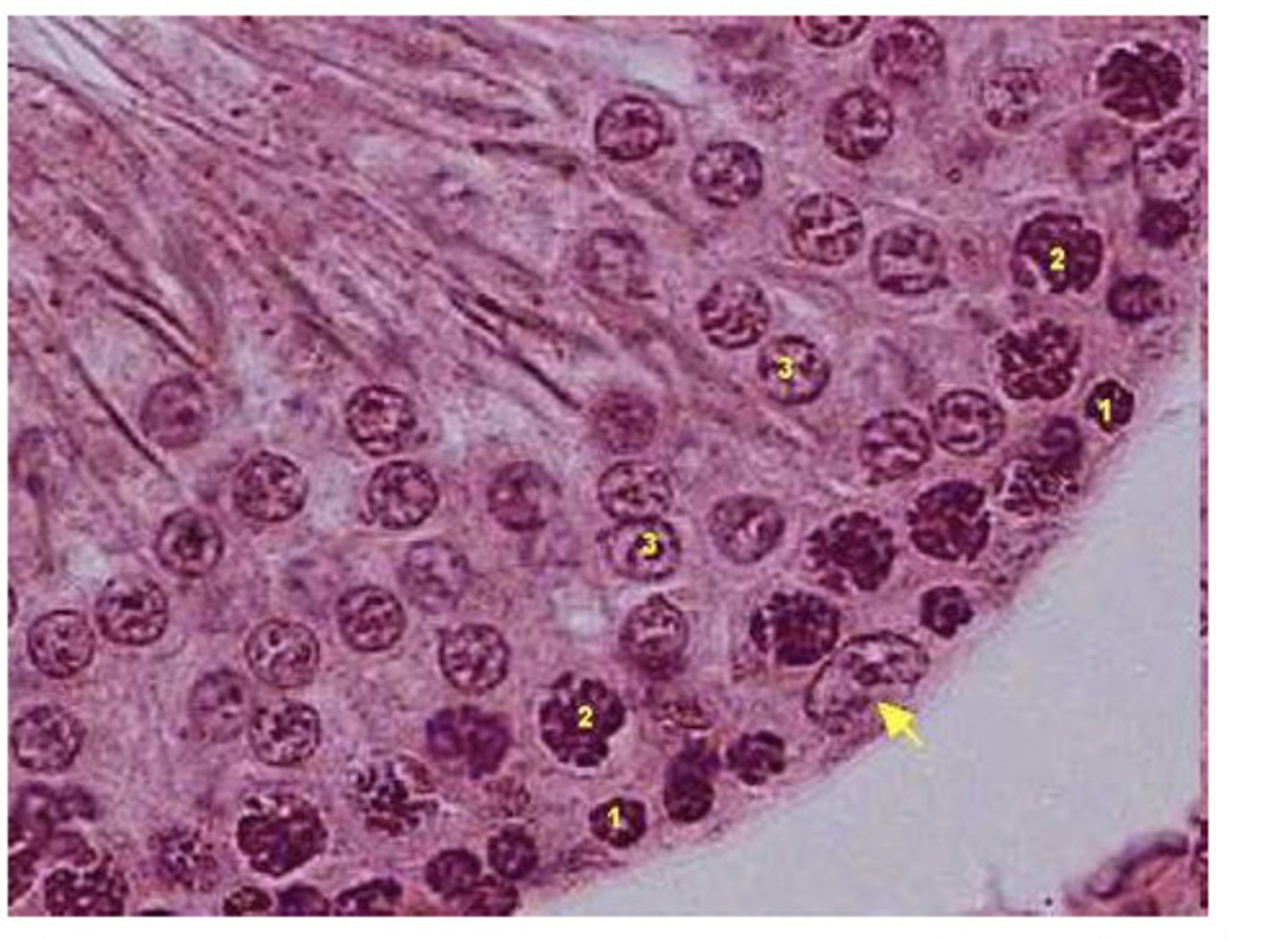 <p>where are spematogenic cells found, and what are they?</p>