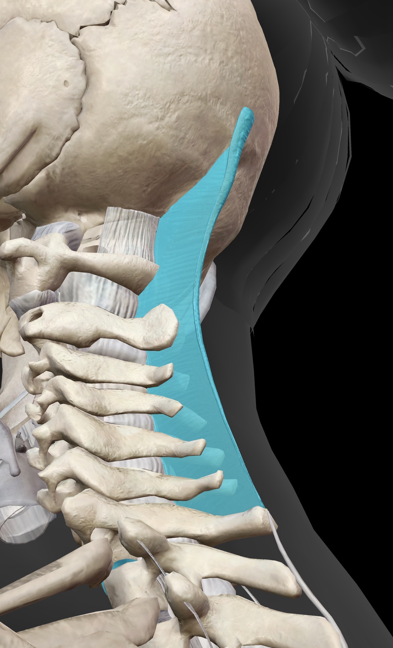 <p>Name this ligament, the area it resides in and its point of attachment and purpose</p>
