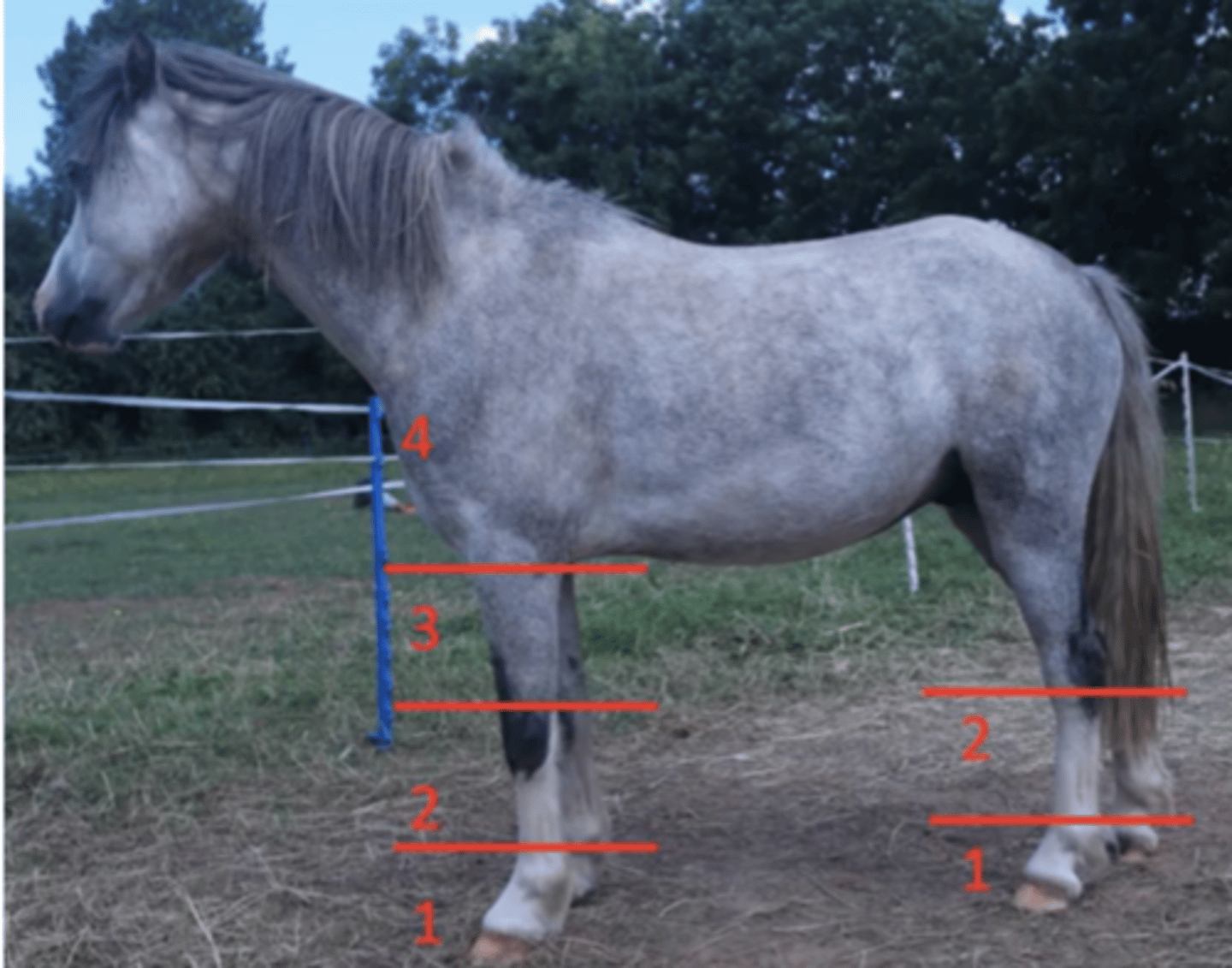 <p>-zone 2 does not extend as proximally due to hock,</p><p> so middle and proximal metatarsal regions</p>