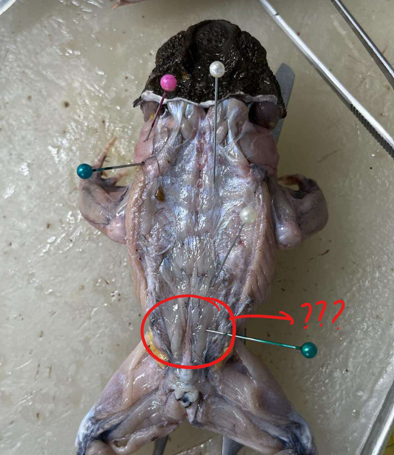 <p>running diagonally in the space between the ilia and the urostyle just caudal of the preceding muscle</p>