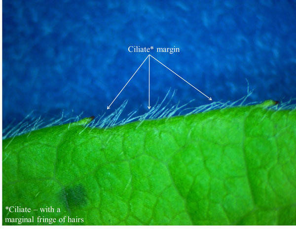 <p><span style="font-family: Arial, Helvetica">Describing a structure, such as a leaf margin, fringed with fine hairs.</span></p>