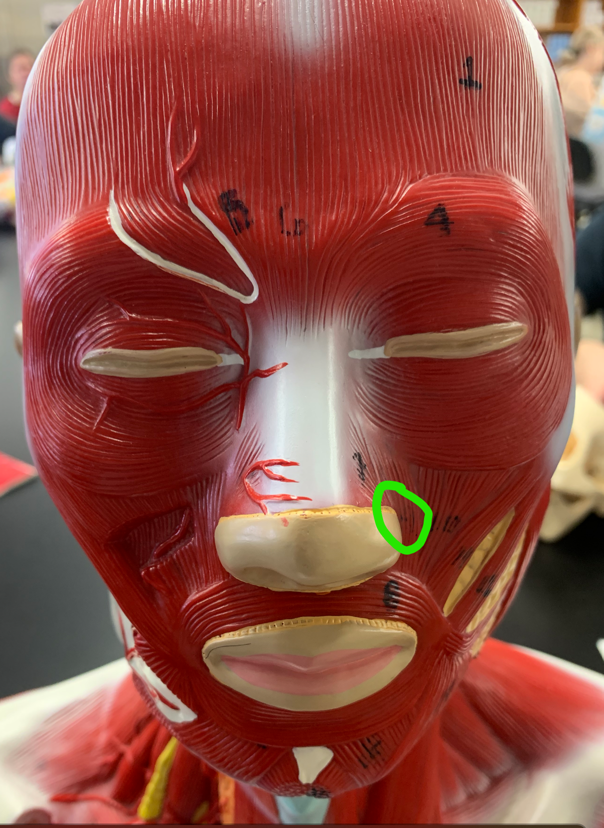 knowt flashcard image