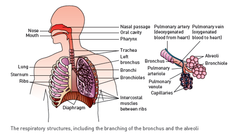 <p>mouth / nose + nasal passage → oral cavity → larynx → pharynx → trachea → left/right bronchus → bronchioles → alveoli → capillaries → pulmonary venules</p><p></p><ul><li><p>also includes diaphragm, intercostal muscles, ribs, lungs</p></li></ul><p></p>