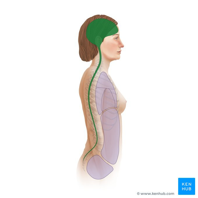 <p><strong>Cranial Cavity</strong> (brain) and <strong>Vertebral Cavity </strong>(spinal cord) surrounded by <strong>Meninges </strong>(membranes)</p>