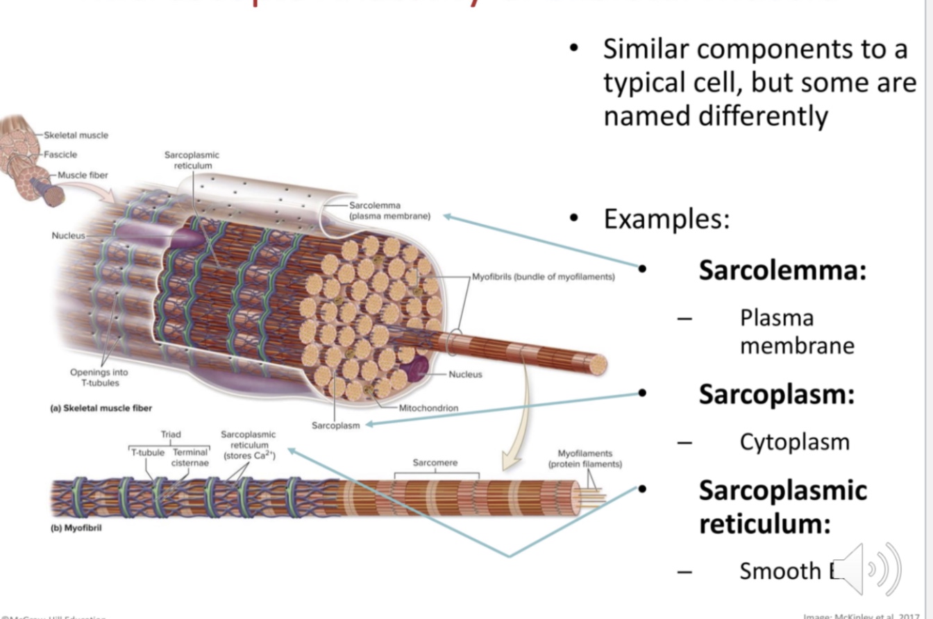 <p>what are axons? what are the three similar to a regular cell? what are t-tubules?</p>