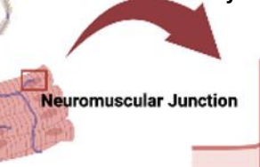<p><strong>Neuromuscular junction</strong></p>