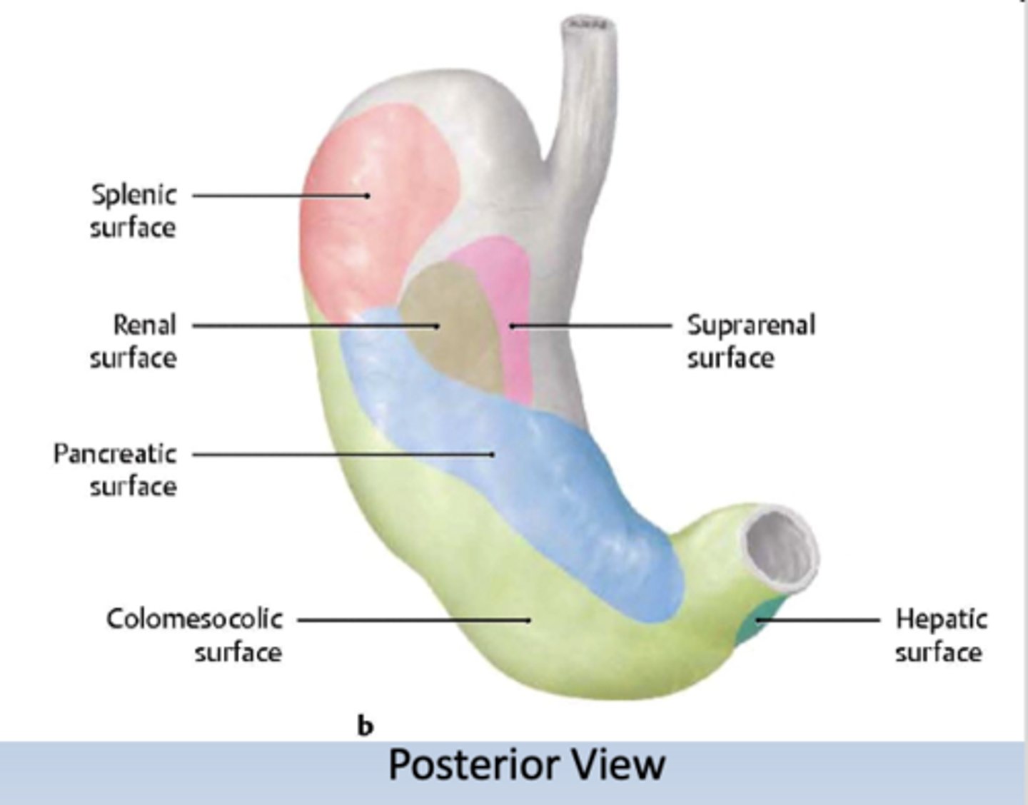 <p>pancreatic surface, splenic surface, renal surface, colomesolic surface, suprarenal surface and hepatic surface</p>