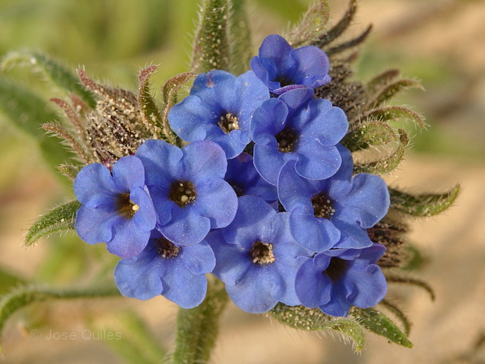 <p>Anchusa tinctoria.</p>