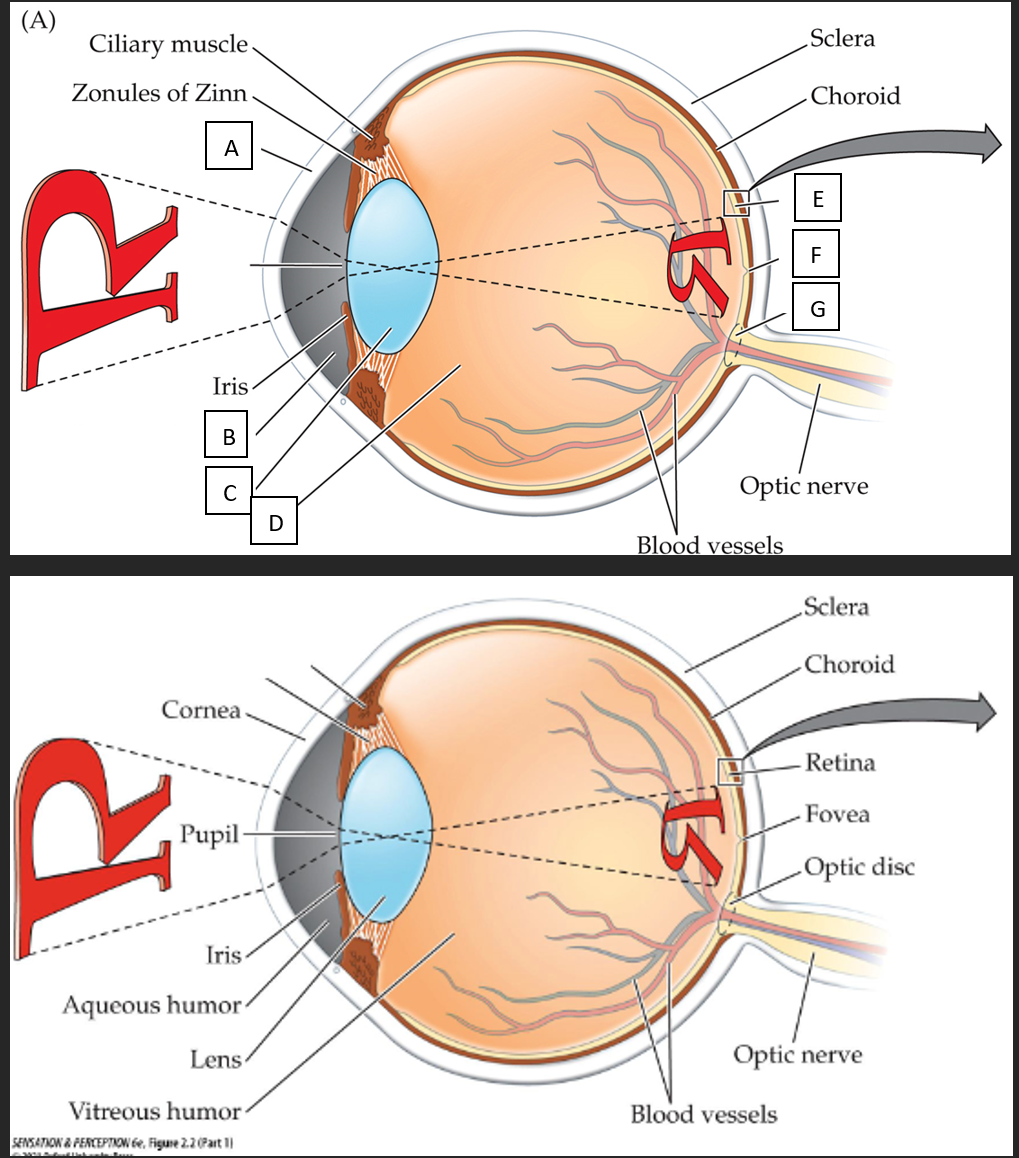 <p><strong>A)&nbsp;&nbsp; Cornea</strong></p><p><strong>B)&nbsp;&nbsp; Aqueous Humor</strong></p><p><strong>C)&nbsp;&nbsp; Lens</strong></p><p><strong>D)&nbsp;&nbsp;&nbsp; Vitreous Humor</strong></p><p><strong>E)&nbsp;&nbsp;&nbsp; Retina</strong></p><p><strong>F)&nbsp;&nbsp; Fovea</strong></p><p><strong>G)&nbsp;&nbsp; Optic Disc</strong></p><p><strong>Empty line: pupil</strong></p>