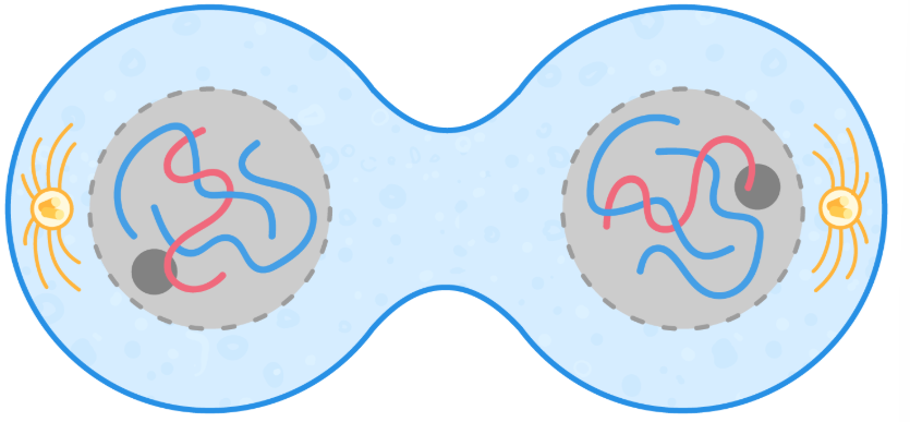 <p>When chromatids reach poles of cell, they uncoil and become long thin chromosomes again. A nuclear envelope forms around each set of chromosomes to form two nuclei, and nucleolus reforms.</p>