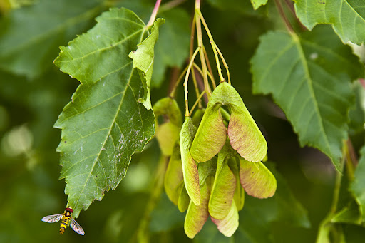 <p>Most often shrubby, simple palmately lobed (3-5 lobes with middle much larger), coarsely serrated margins, small buds, small samaras held in clusters at at narrow angles&nbsp;</p>