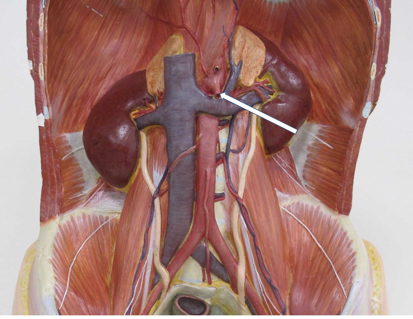 <p><span>tak van aorta pars abdominalis</span></p>