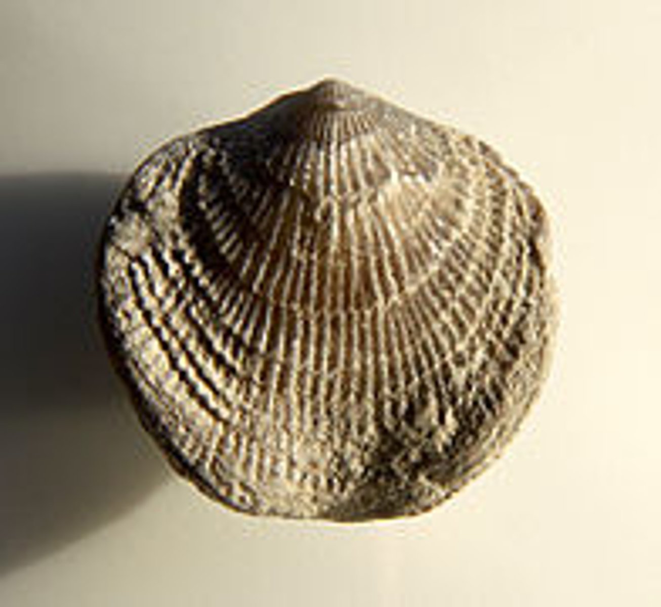 <p>Articulate brachiopod genus</p><p>a genus of brachiopod with shells round to short egg-shaped, covered with many fine radial ridges, that split further out and growth lines perpendicular to the costae and 2-3 times wider spaced</p>