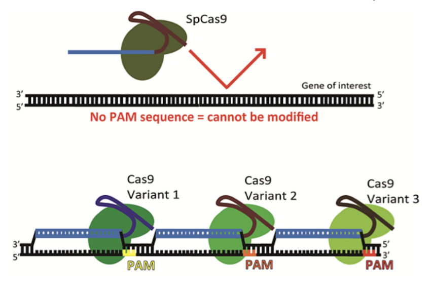 <p>a very short segment (2-6) of nucleotides (NGG) on the DNA that provides <strong>a binding site </strong>for Cas9</p><ul><li><p>Without PAM, Cas9 <strong>will not</strong> cut DNA even if a sequence <strong>complementary to</strong> the gRNA is present</p></li><li><p>Makes CRISPR more <strong>efficient</strong></p></li></ul><p></p>