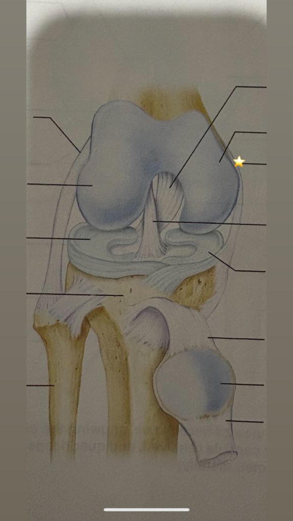 <p>name the starred structure</p>