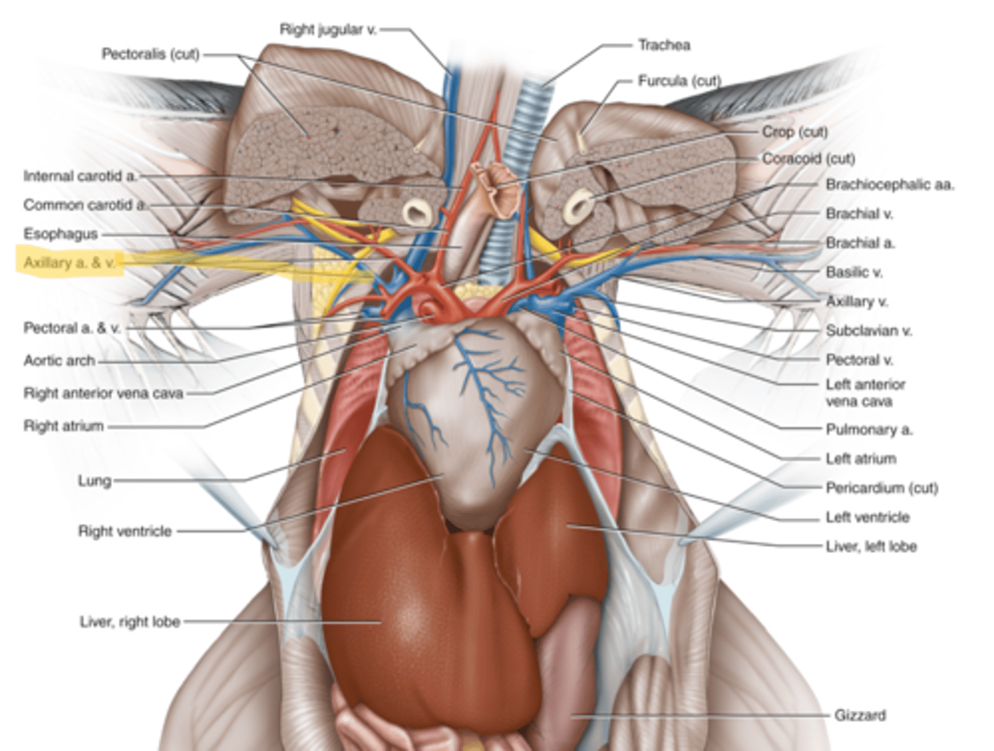 knowt flashcard image