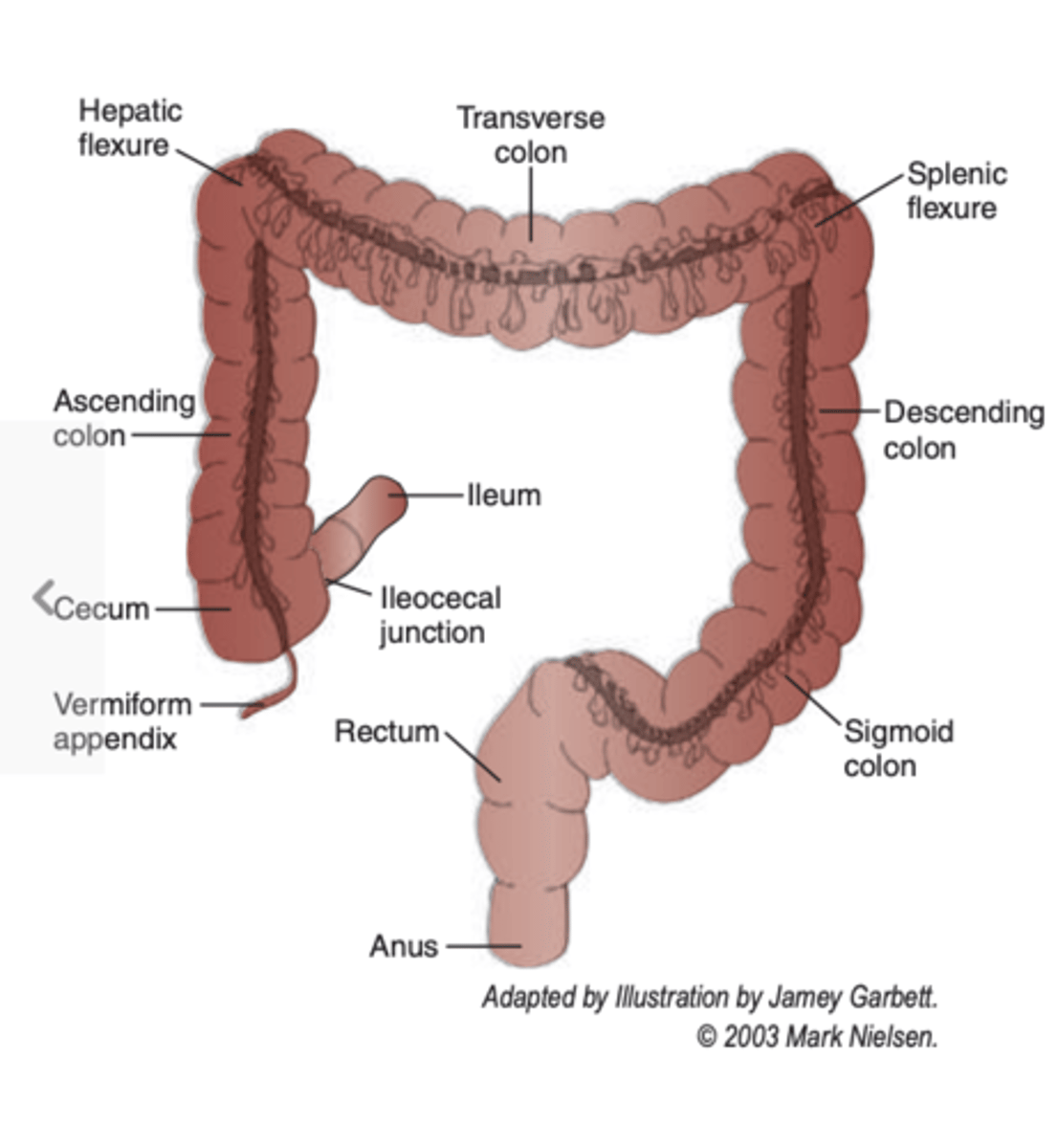 <p>extends from the ileocecal junction to the anus</p>